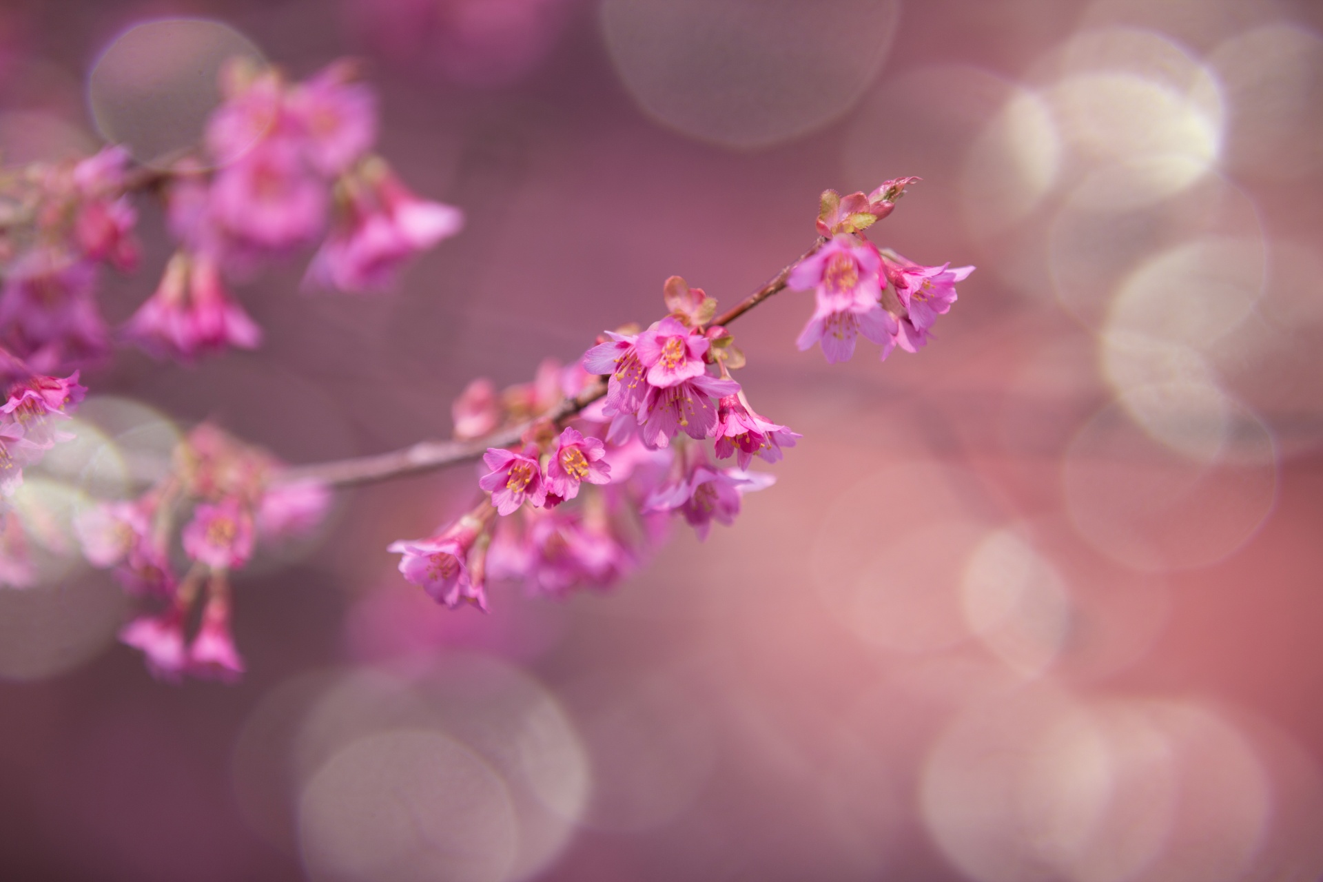 spring flowers background free photo