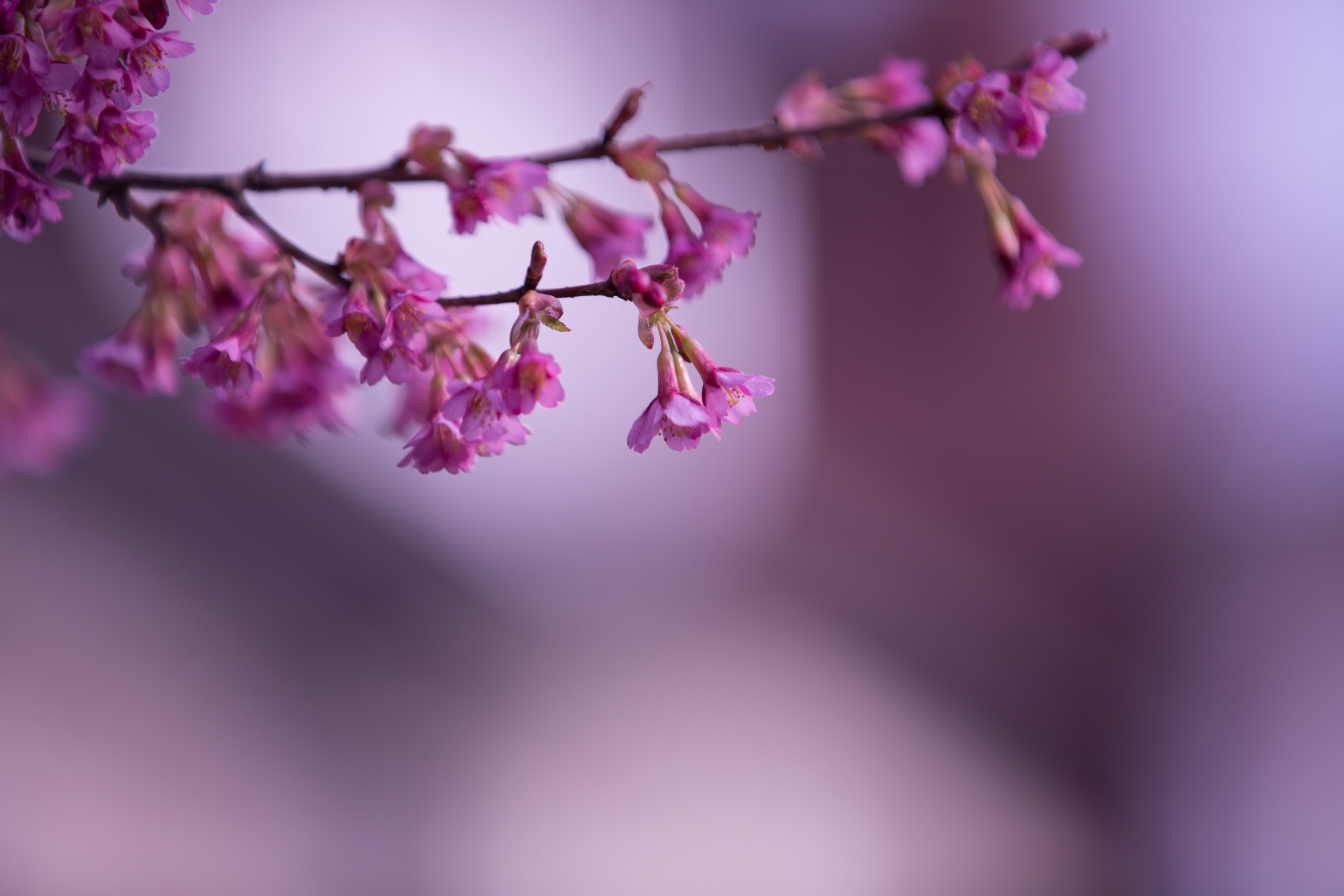 spring flowers background free photo