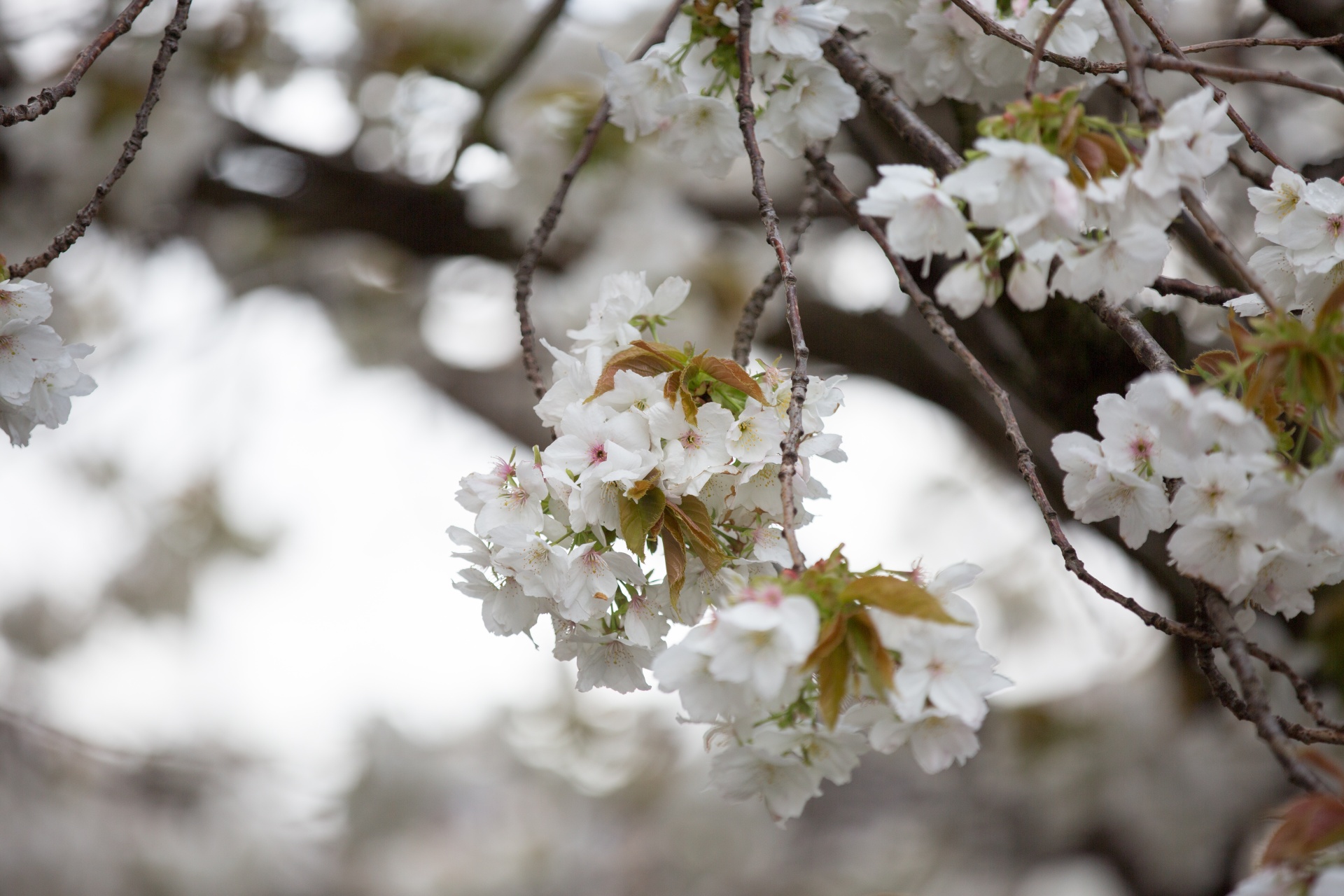 flowers spring blossoms free photo