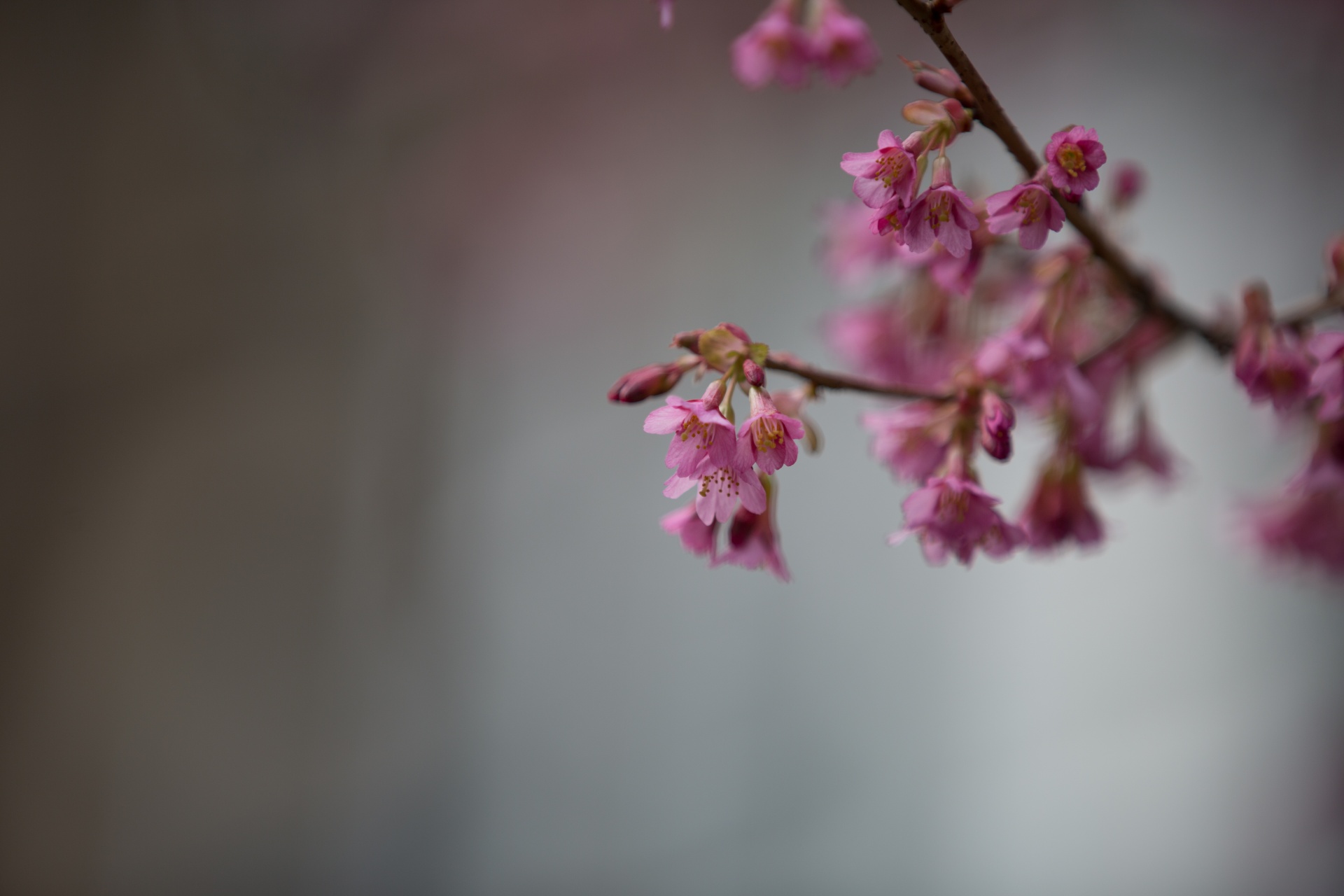 flowers spring blossoms free photo