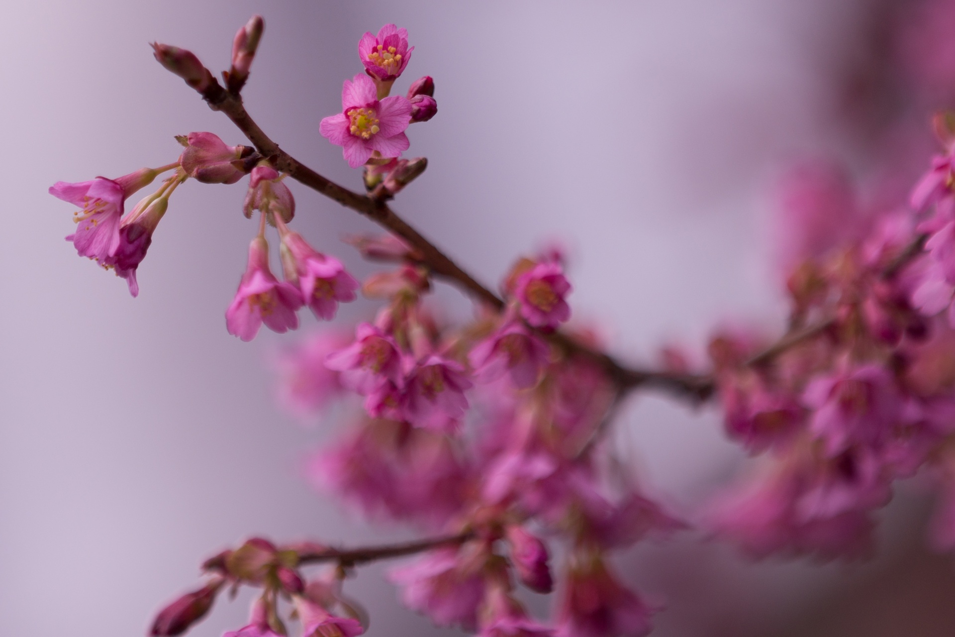 flowers spring blossoms free photo