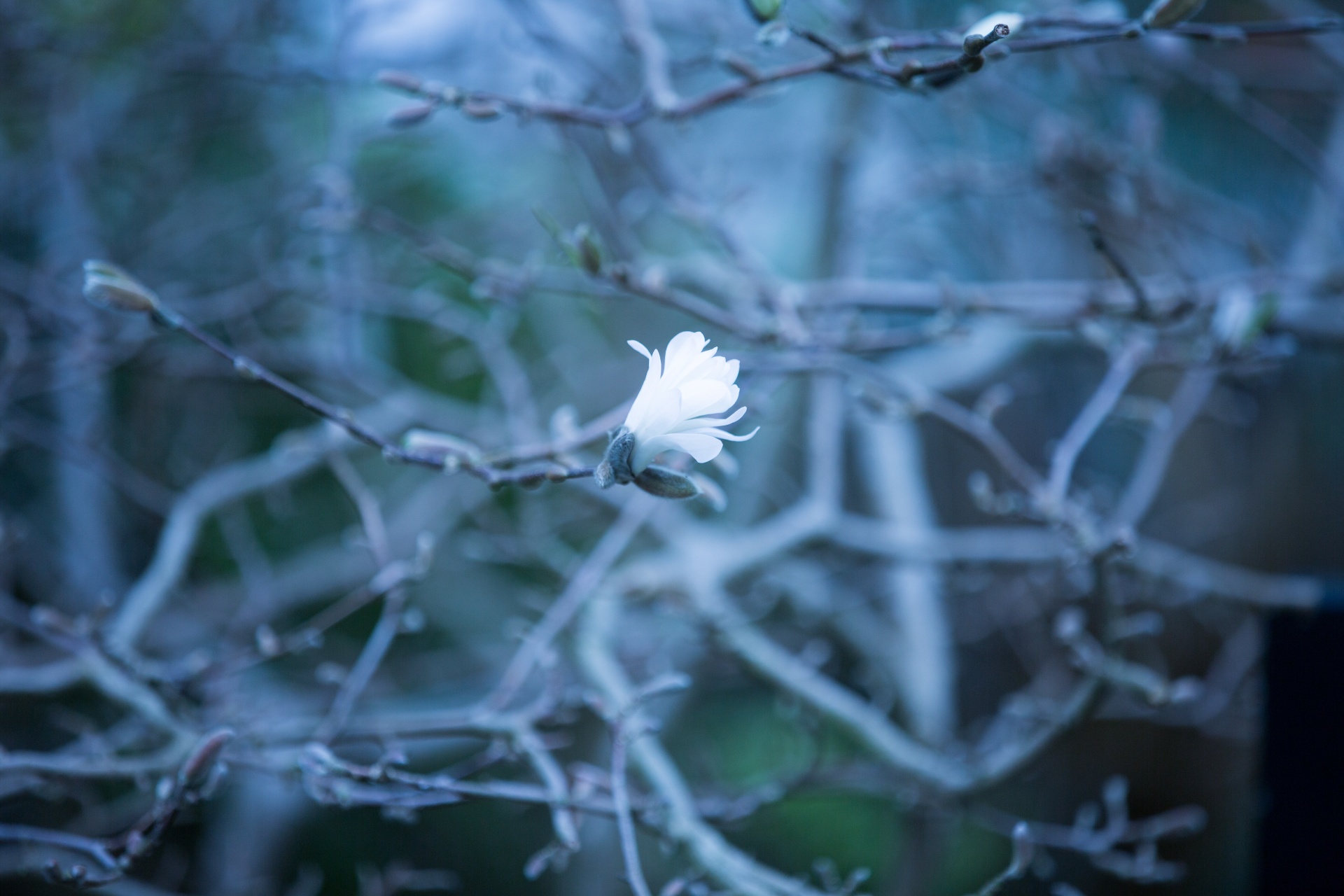 tree branch branches free photo