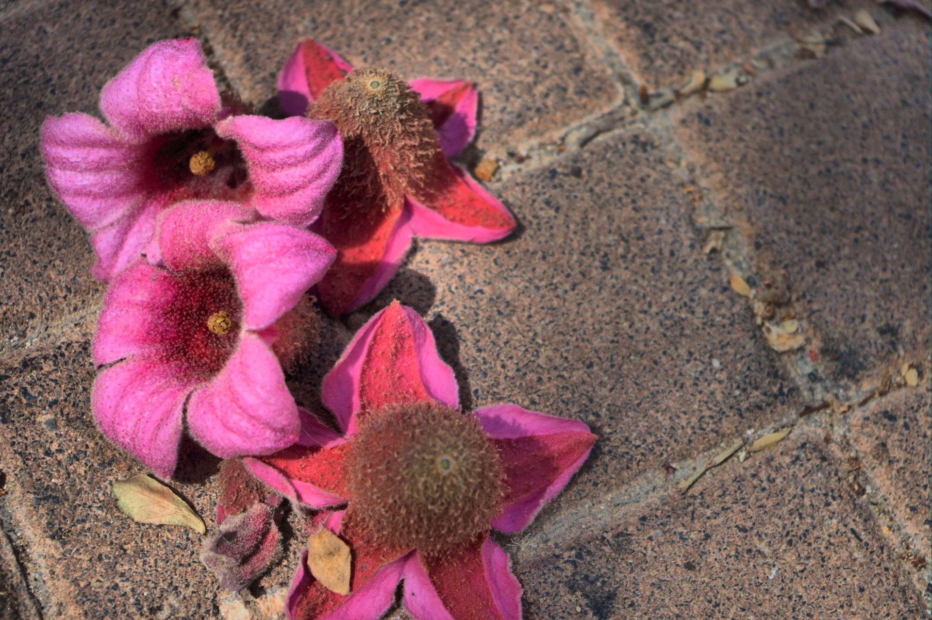 fallen flowers sad free photo