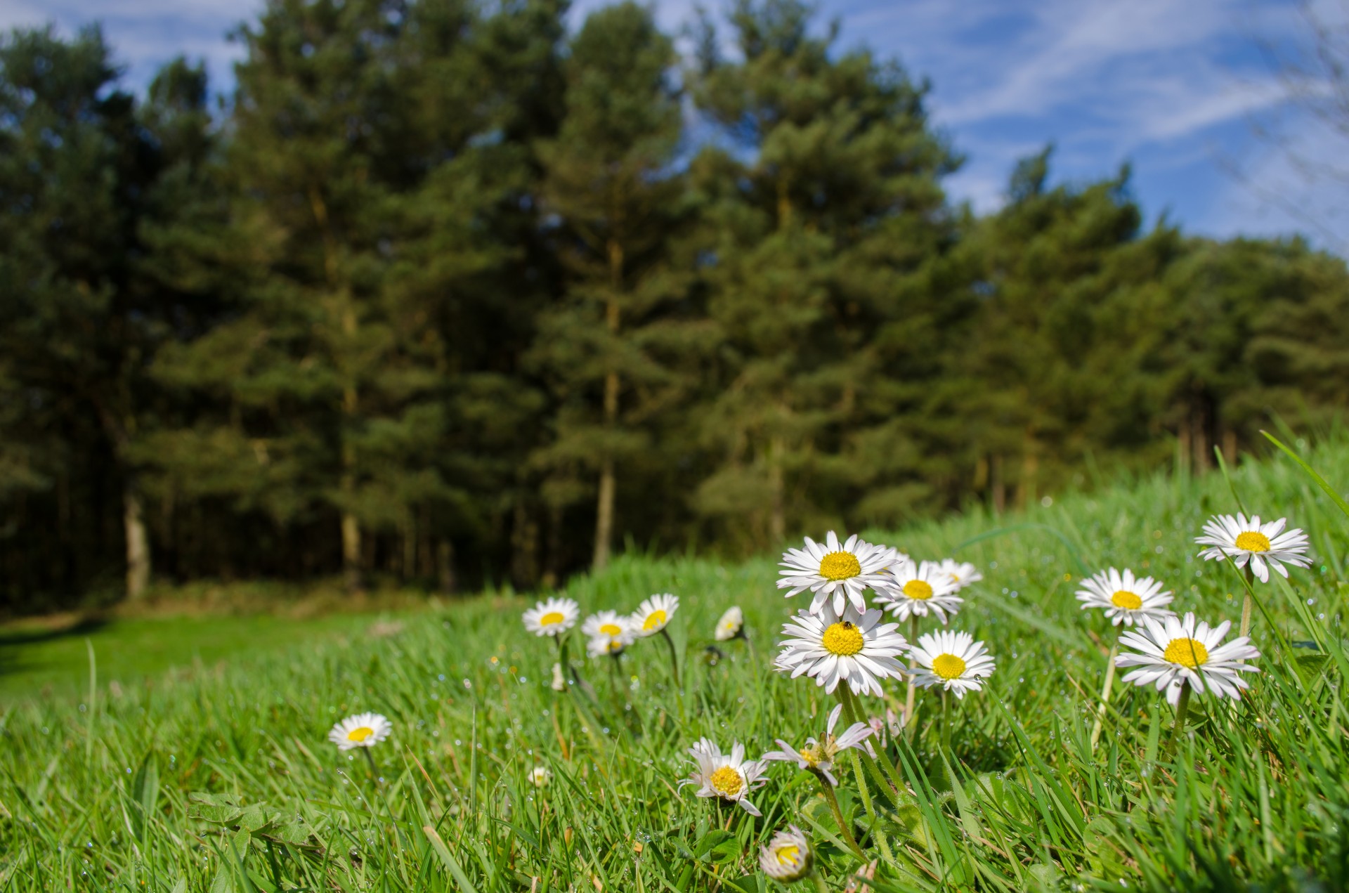 flower summer spring free photo