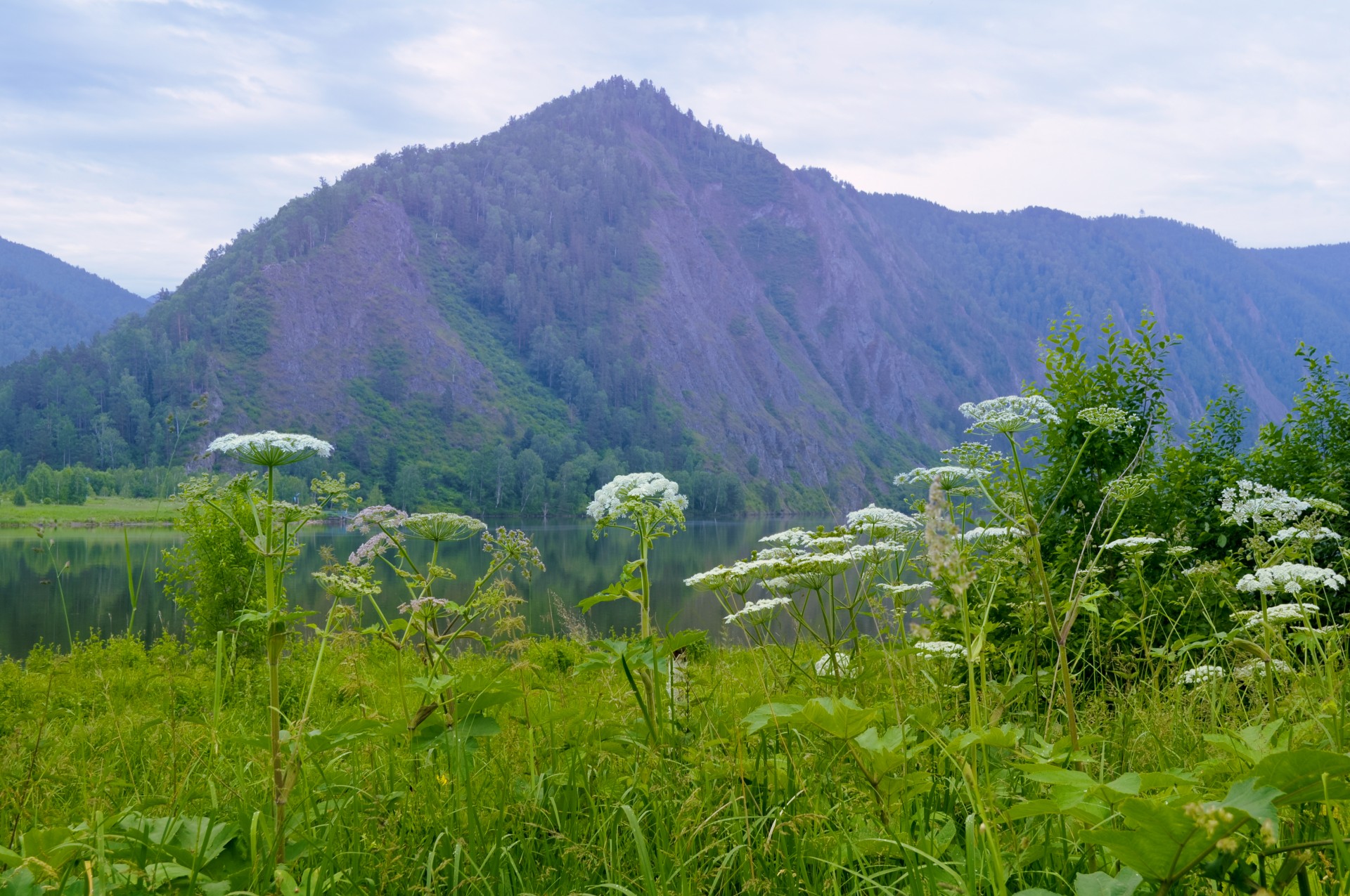 mountains flowers nature free photo