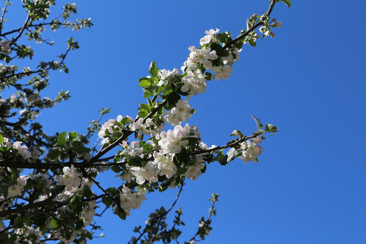 flowers on the tree  spring  plant free photo