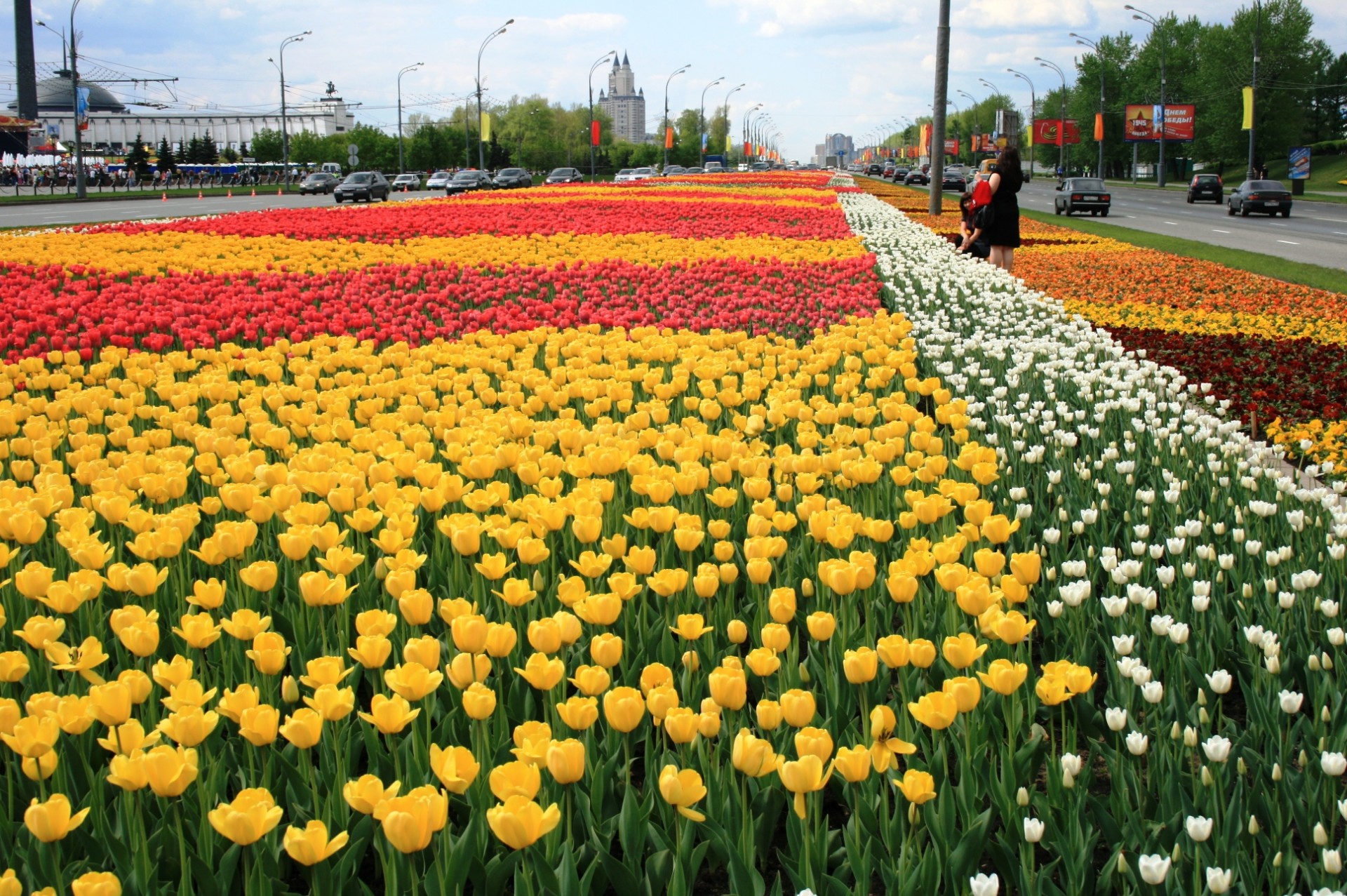 flowers tulips beds free photo