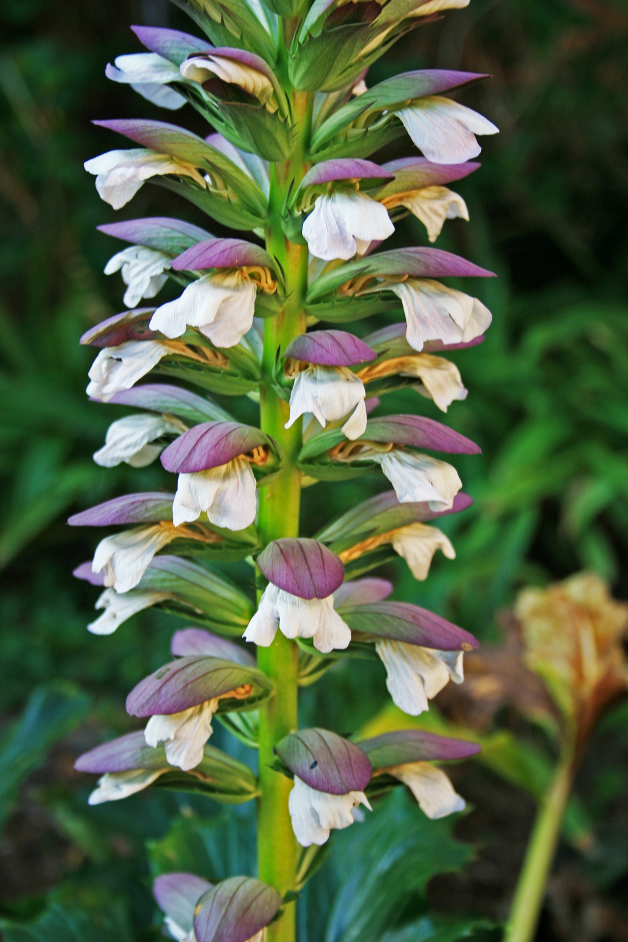 flower stalk florets free photo