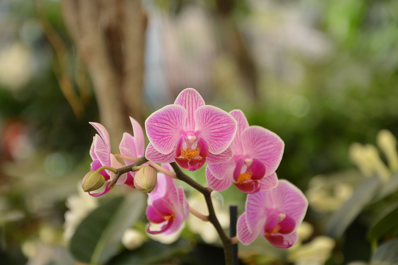 flowers orchid pink orchid plant flower