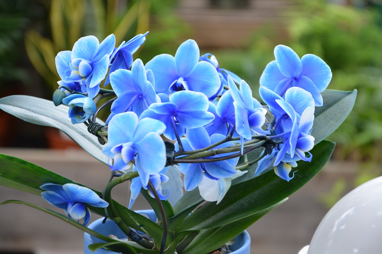 flowers orchid orchids blue blue orchid free photo