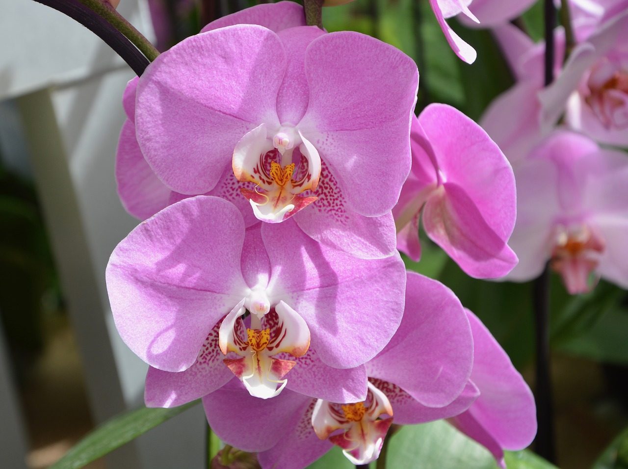 flowers orchid  pink flowers  orchid free photo