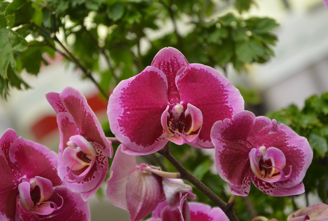 flowers orchids  orchids red  decorative flowers free photo