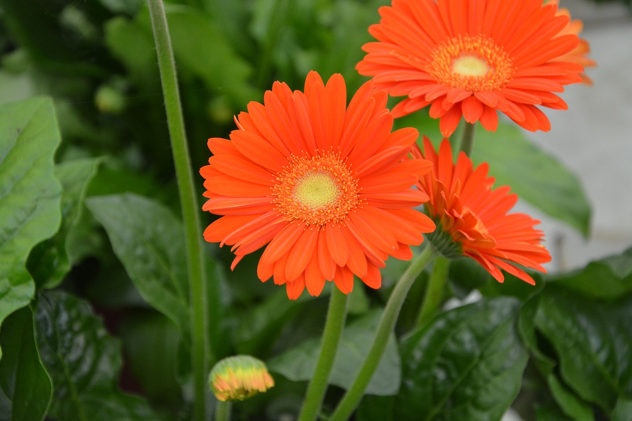 flowers petals oranges nature free photo