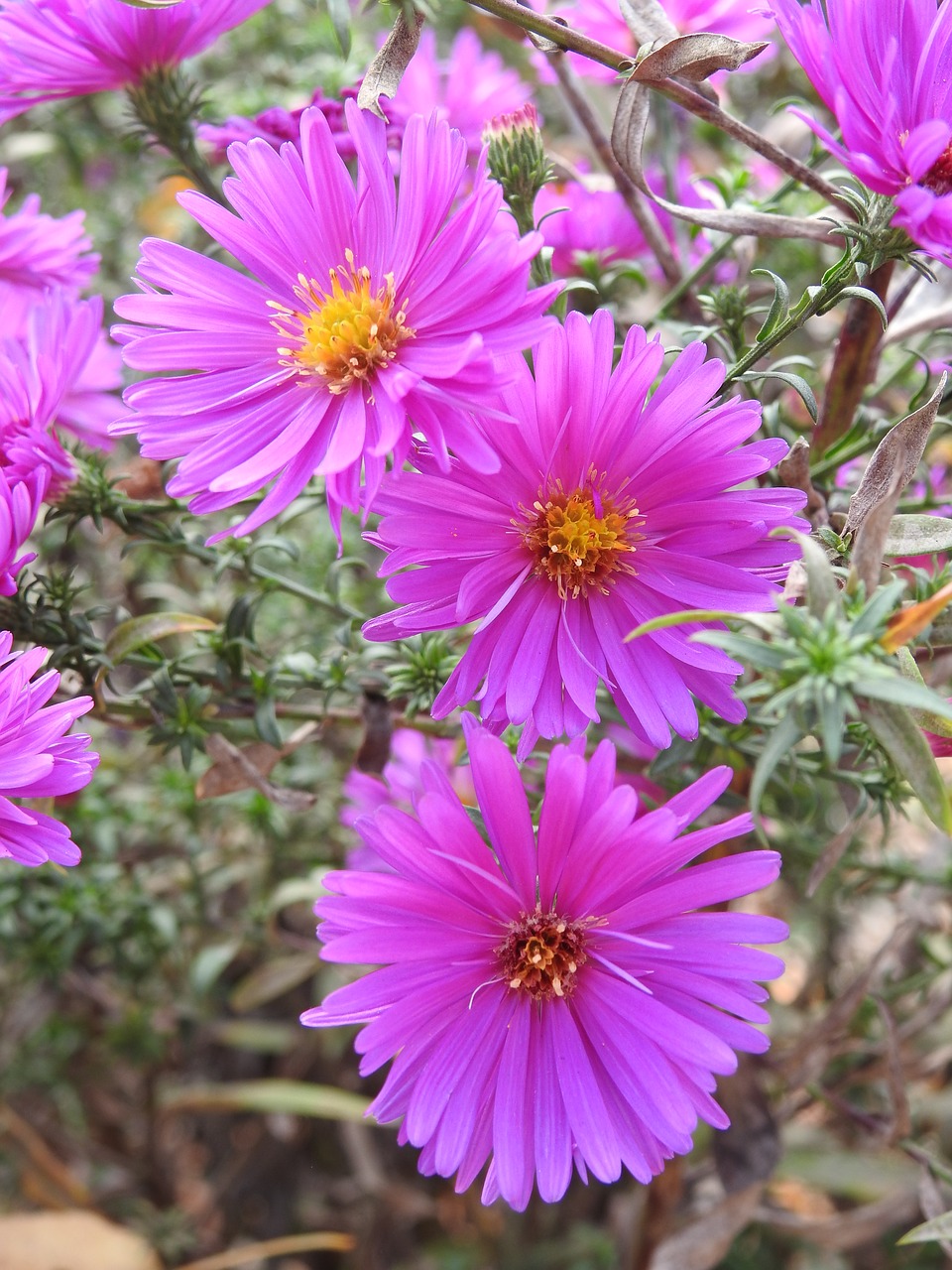 flowers pink flowers pink free photo