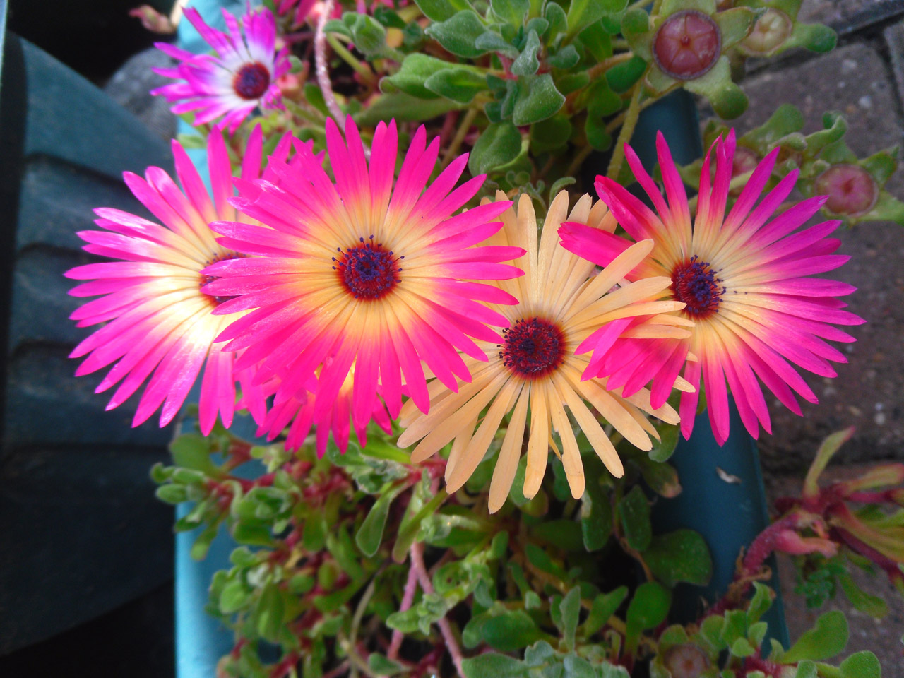 flower pink pot free photo