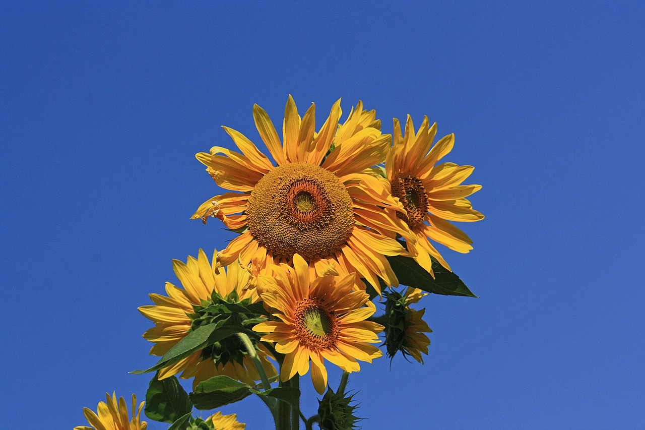 flowers plants botany flora  sunflower  yellow free photo