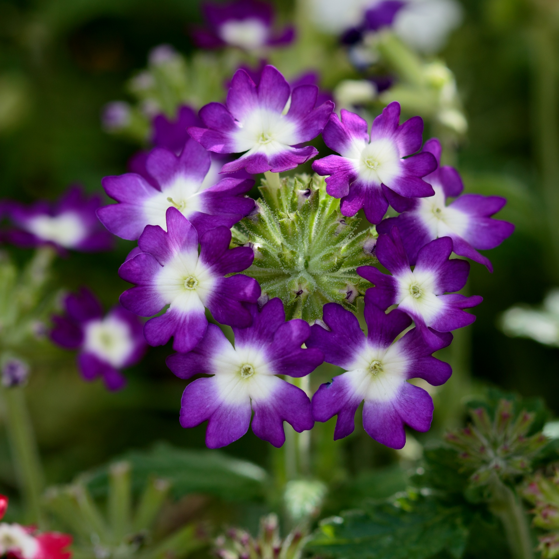 flowers flower purple free photo