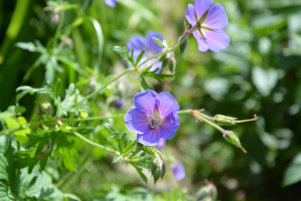 flowers purple violet flowers free photo