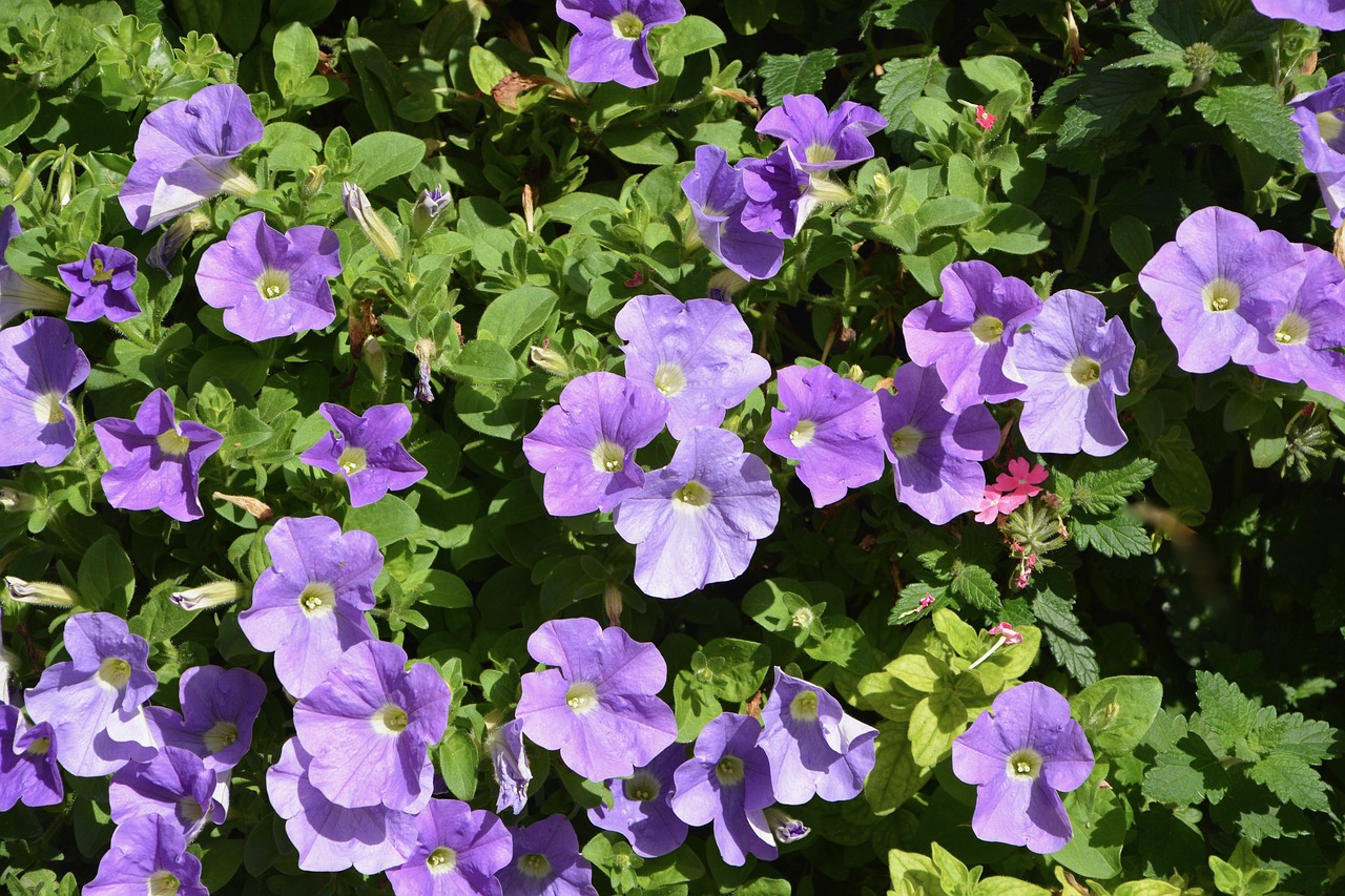 flowers purple green leaf nature free photo