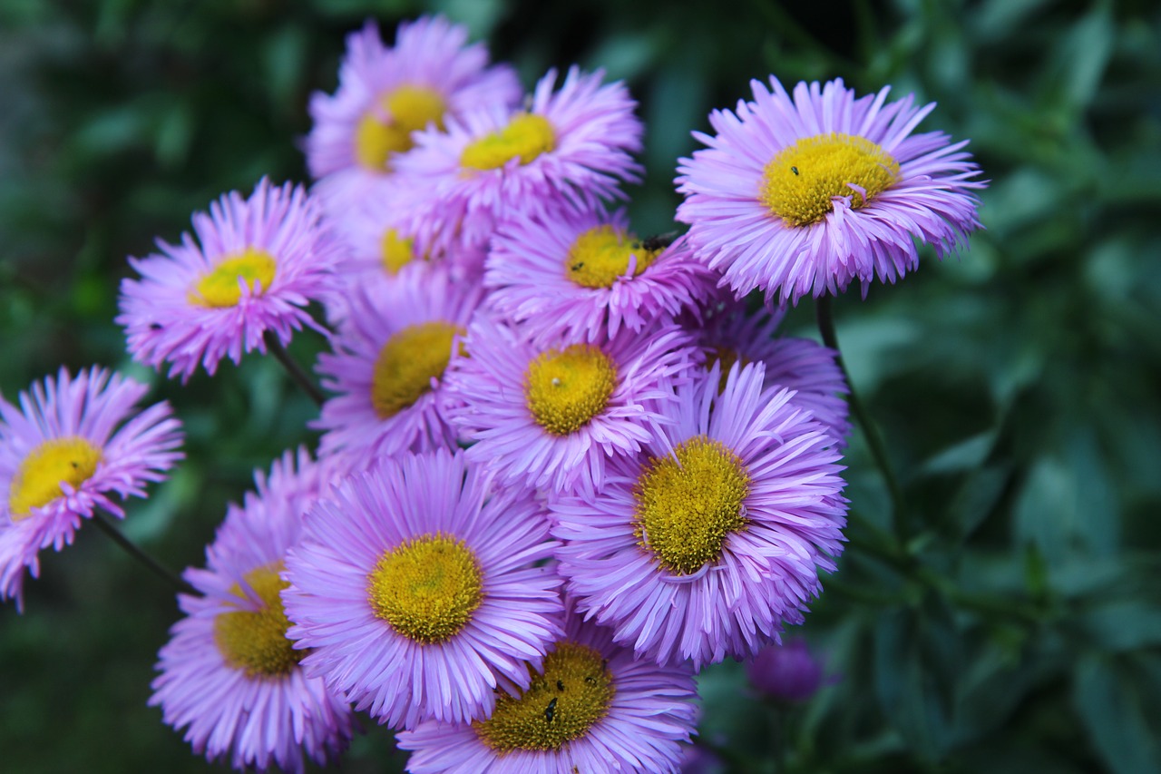 flowers purple  flowering  plants flowering free photo