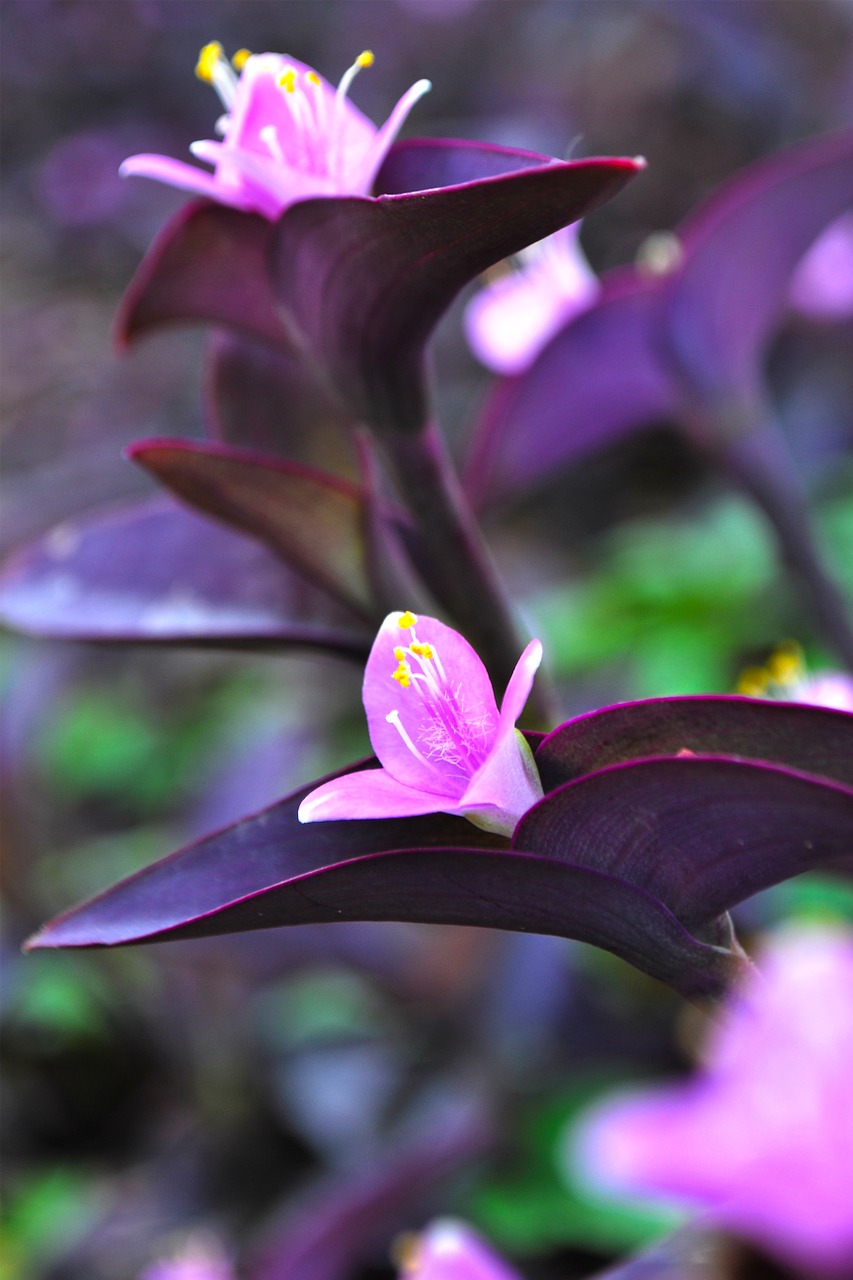 flowers purple heart flowers purple flowers free photo