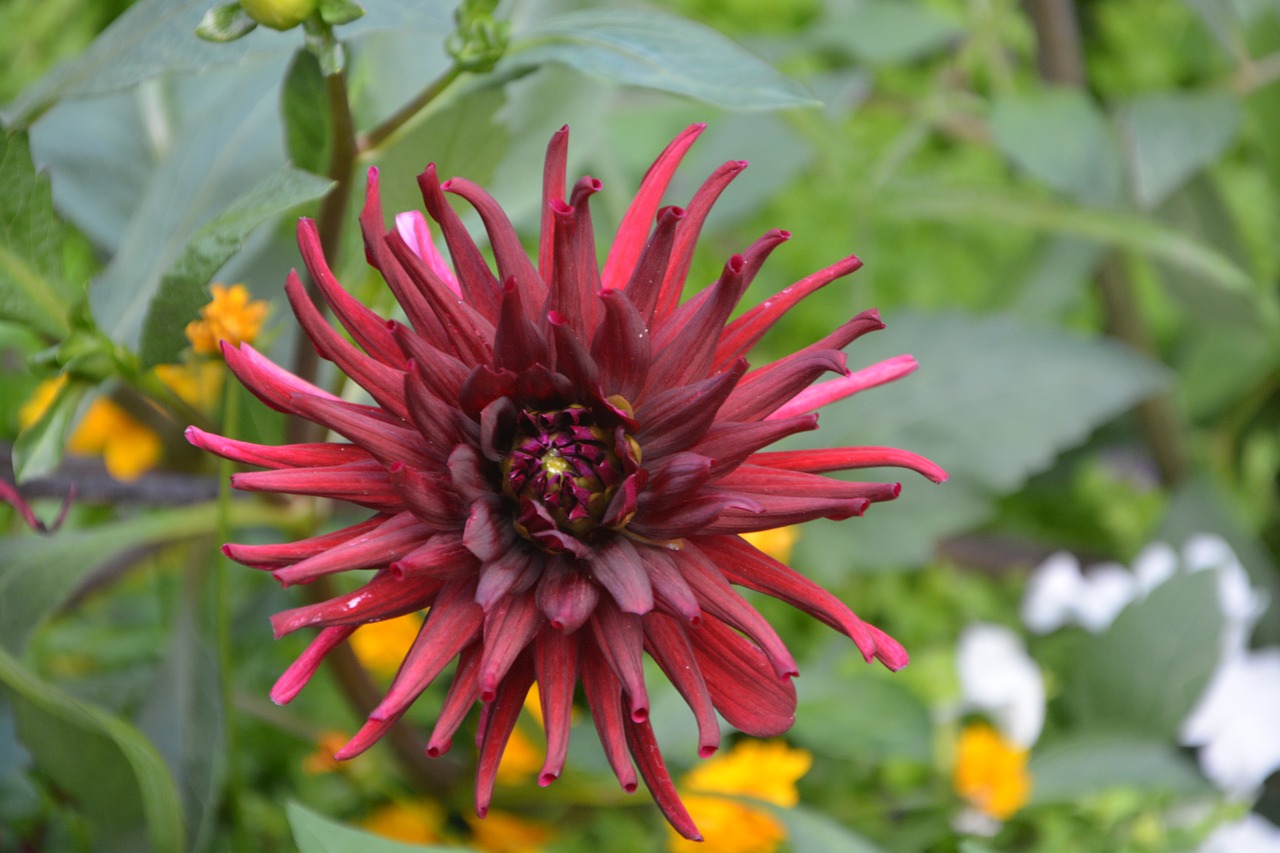 flowers red dahlia massif jardiniere free photo