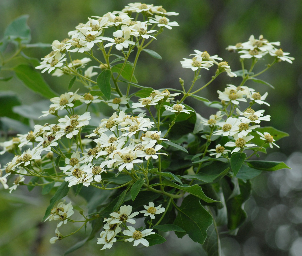 flowers regional flower regional free photo