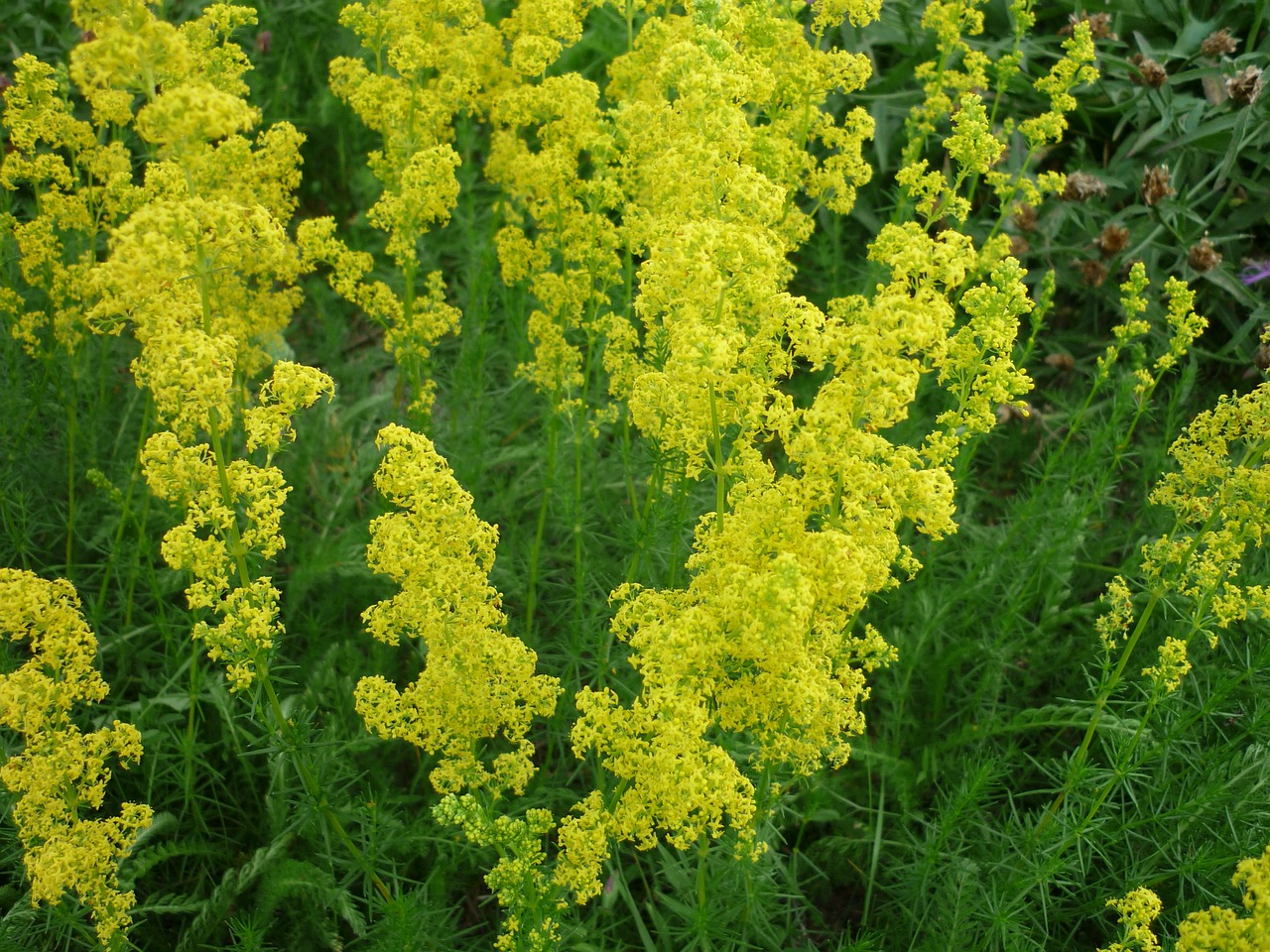 Желтая трава название. Полевая метельчатая трава. Полевые цветы желтые метелки. Метельчатые желтые цветы. Трава с желтыми метелками.