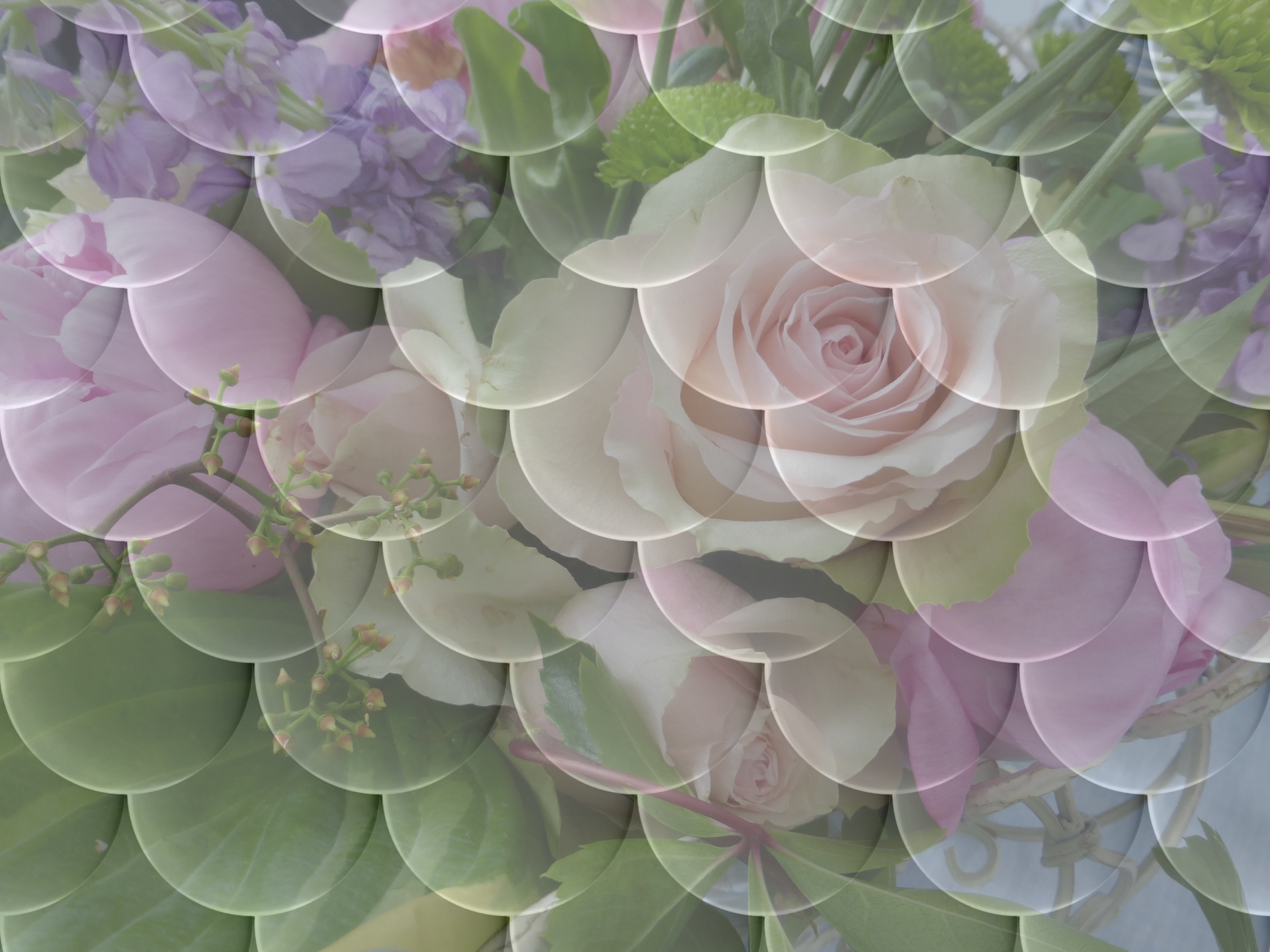 flowers roses background free photo