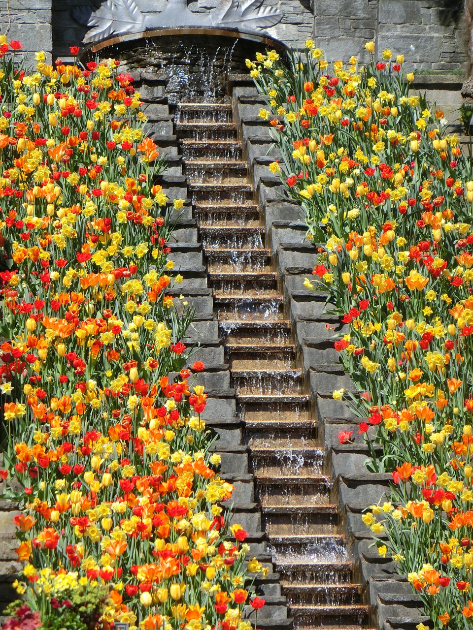 flowers staircase  mainau island  tulips free photo