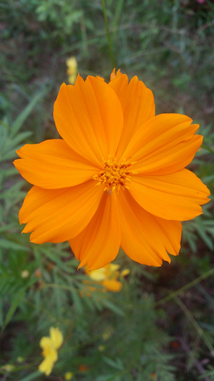 flowers thailand  starburst  yellow flowers free photo