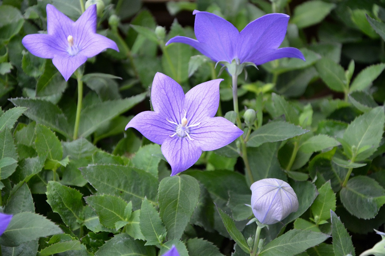 flowers violet green foliage nature free photo