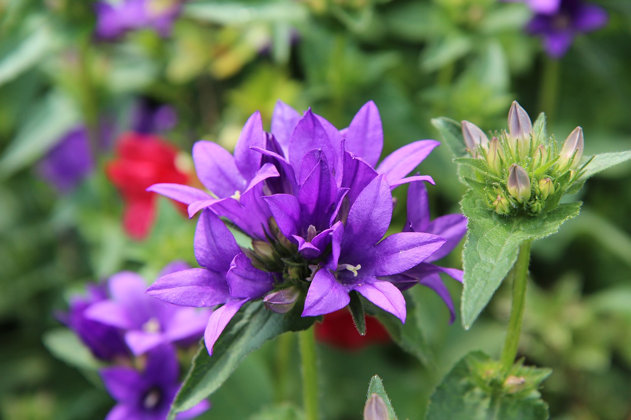 flowers violet  flowering  perennial free photo