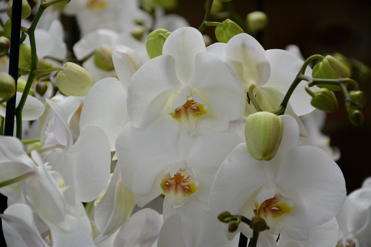 flowers white orchid nature decoration free photo