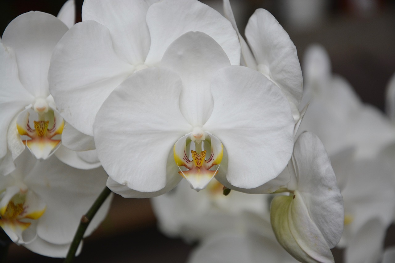 flowers white orchid plant offer free photo