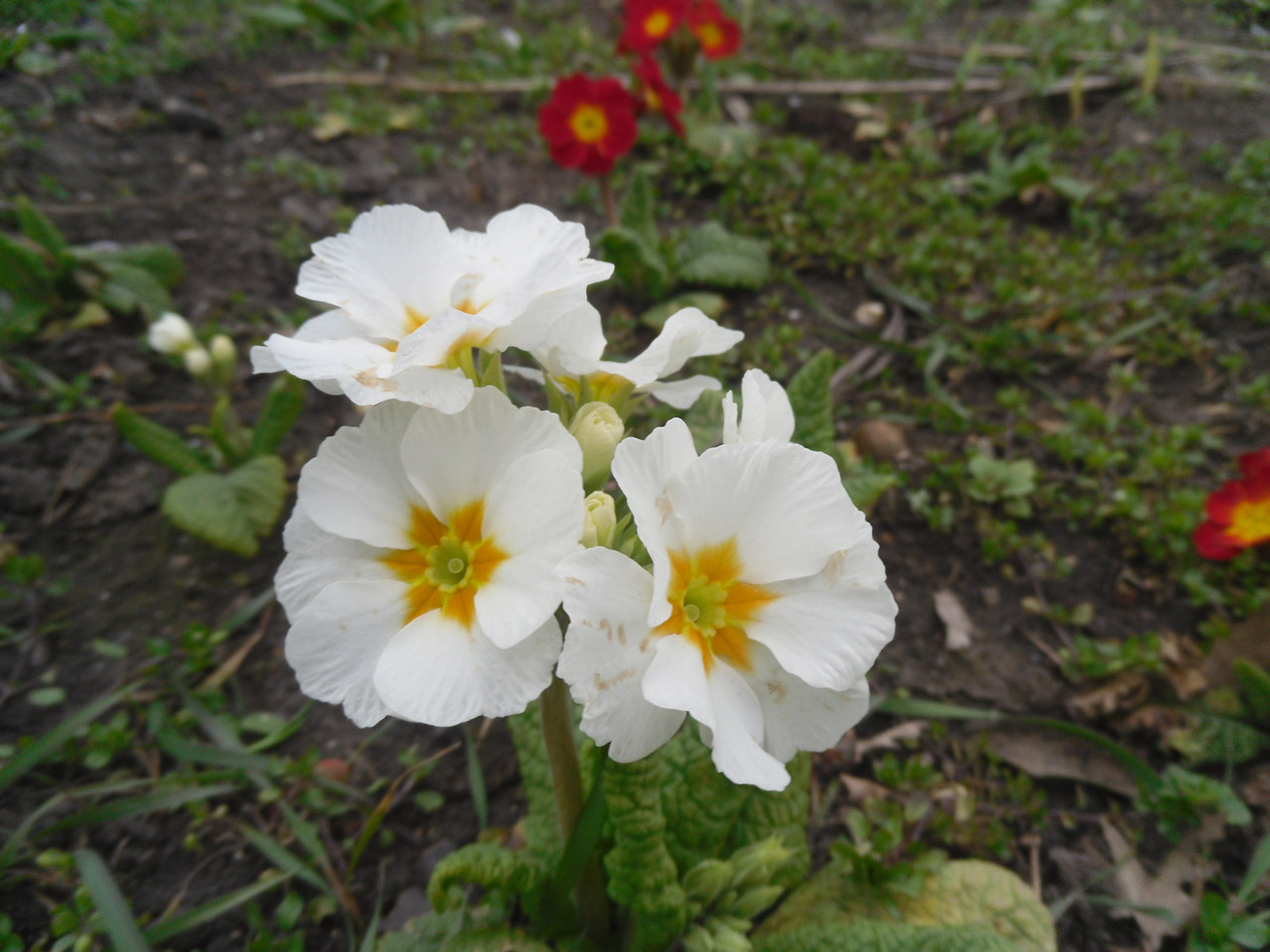 flowers white green free photo