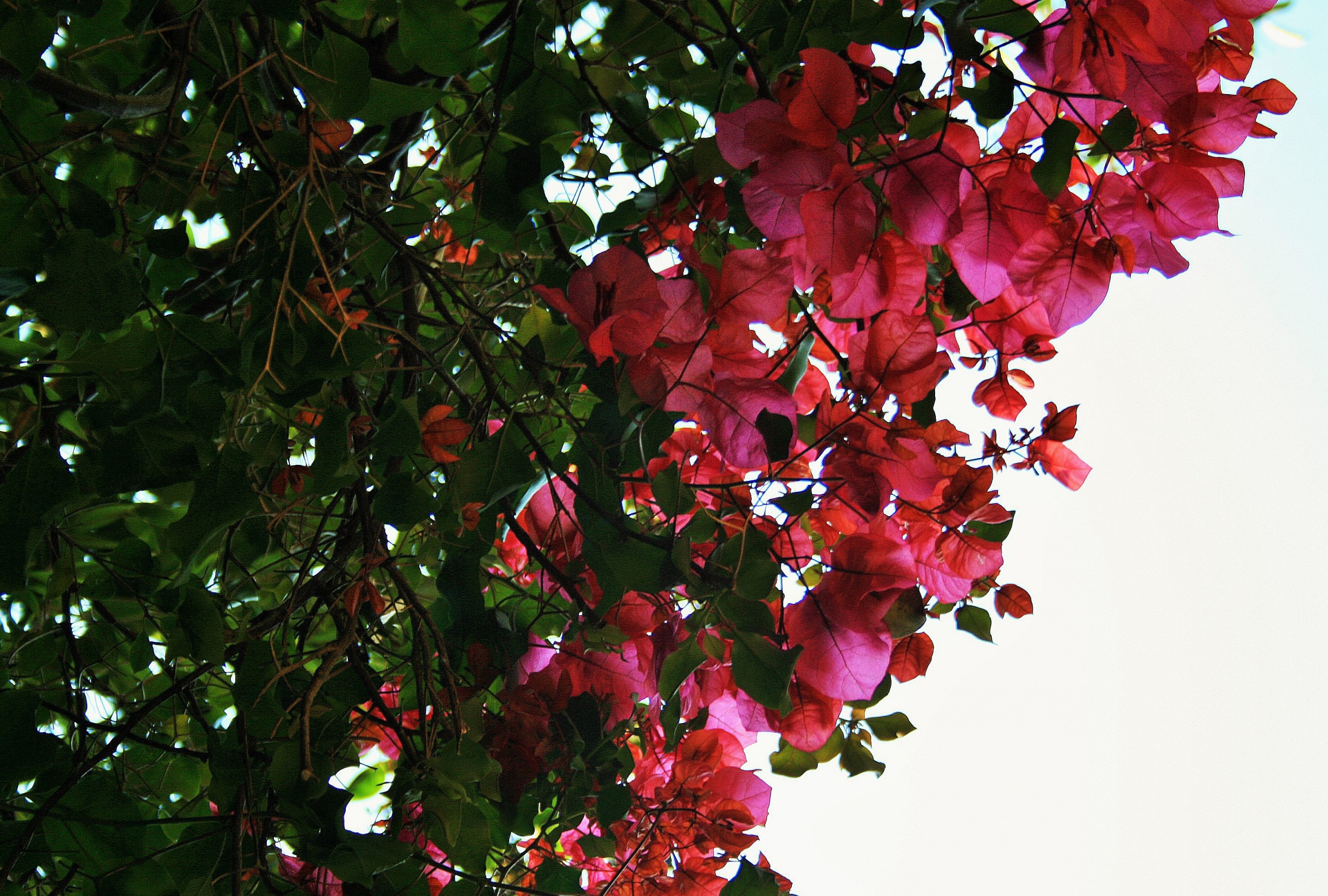 flowers creeper bougainvillea free photo