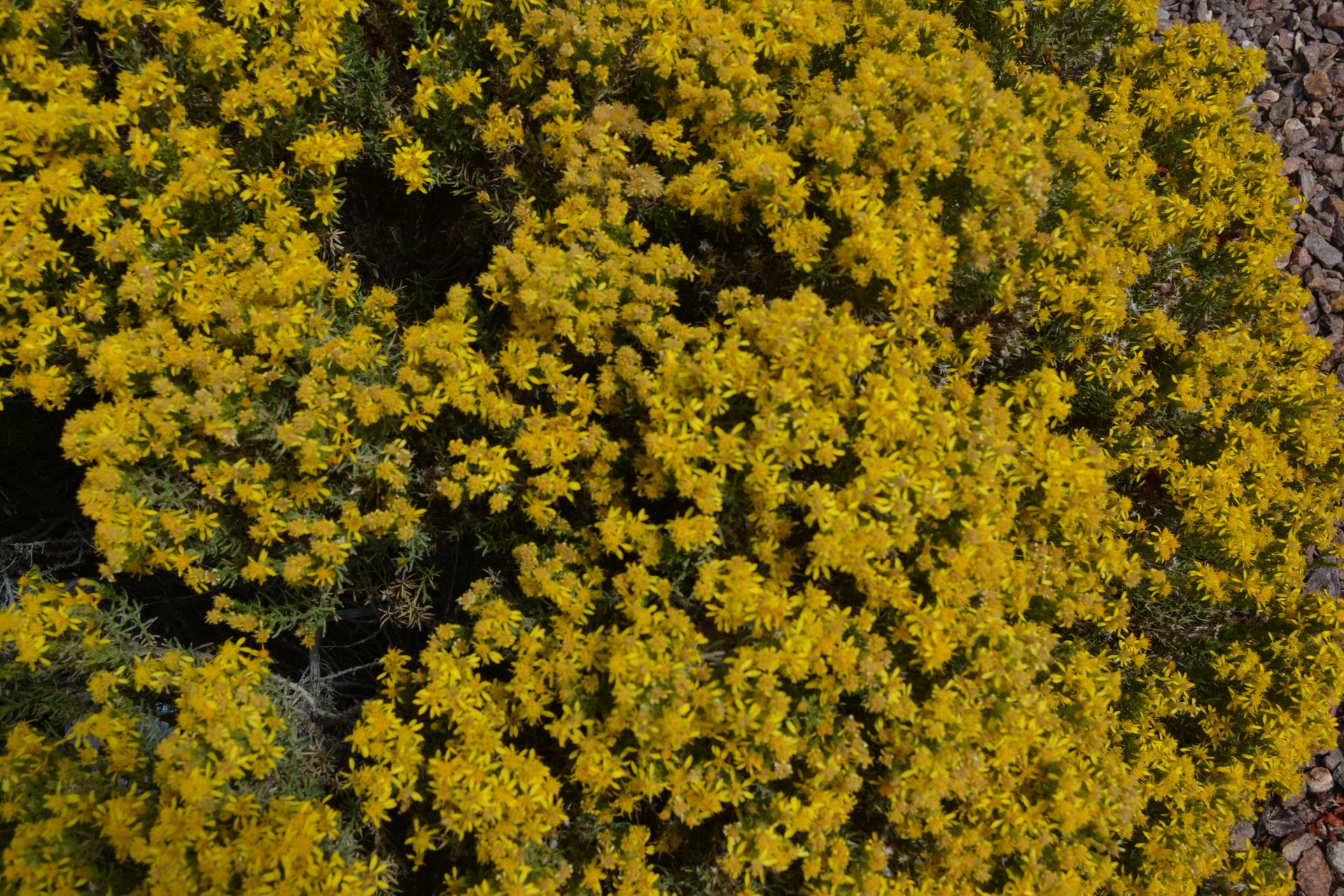 yellow love flower free photo