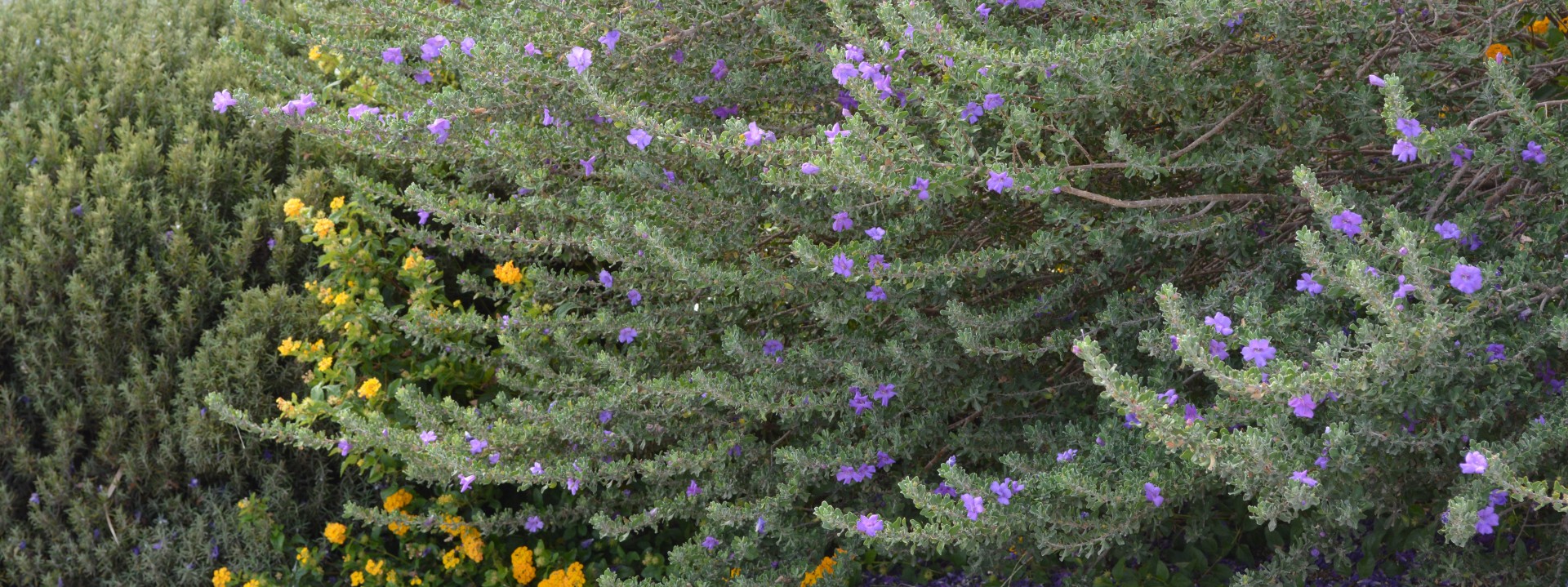 flowers yellow purple free photo