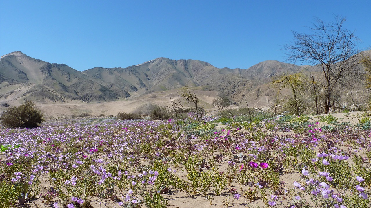 flowery copiapo chile free photo