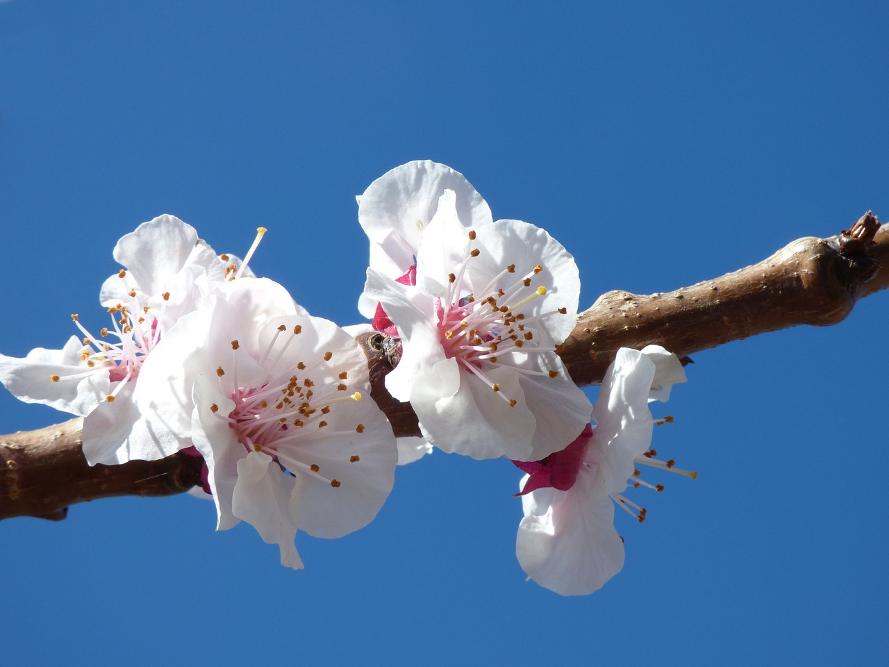 flowery branch flowers apricot free photo