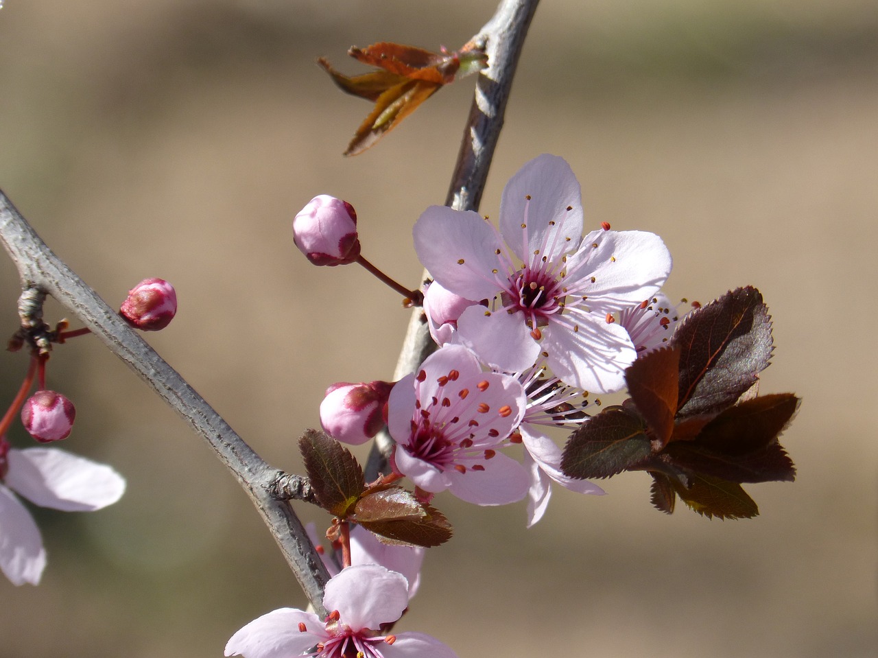 flowery branch  flowering  flower free photo