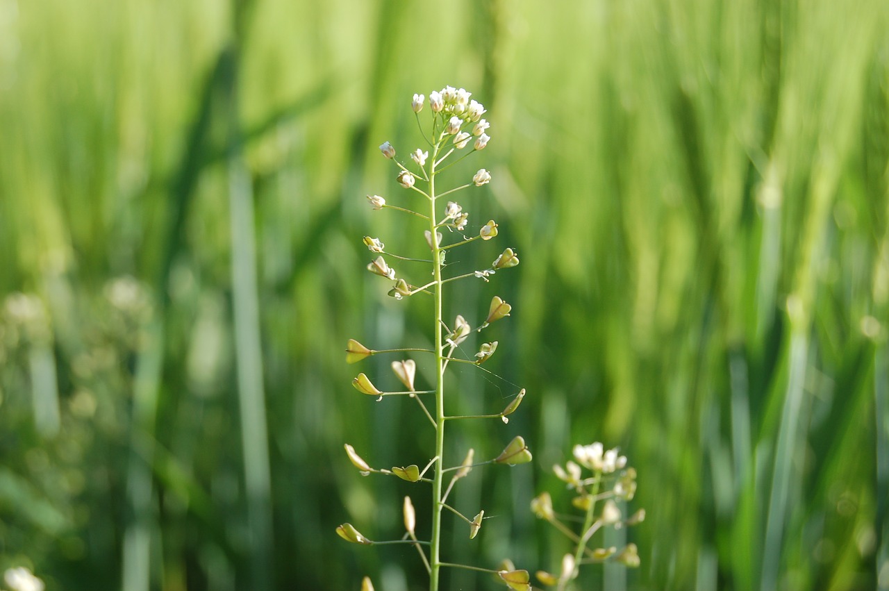 flowery grass  prato  spring free photo