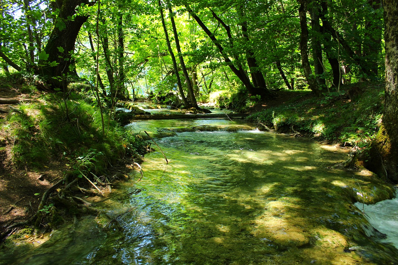 flowing water nature woods free photo