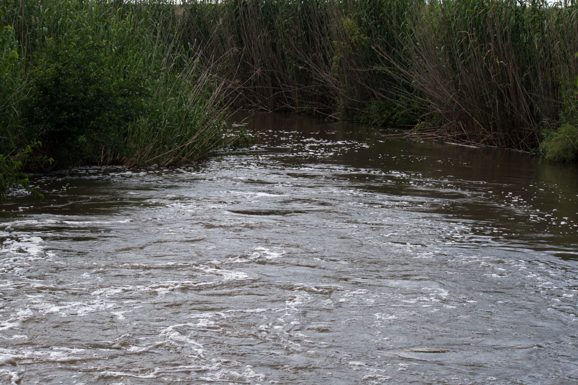 stream river water free photo