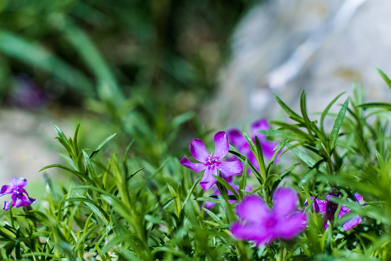 floxi  flower  garden free photo