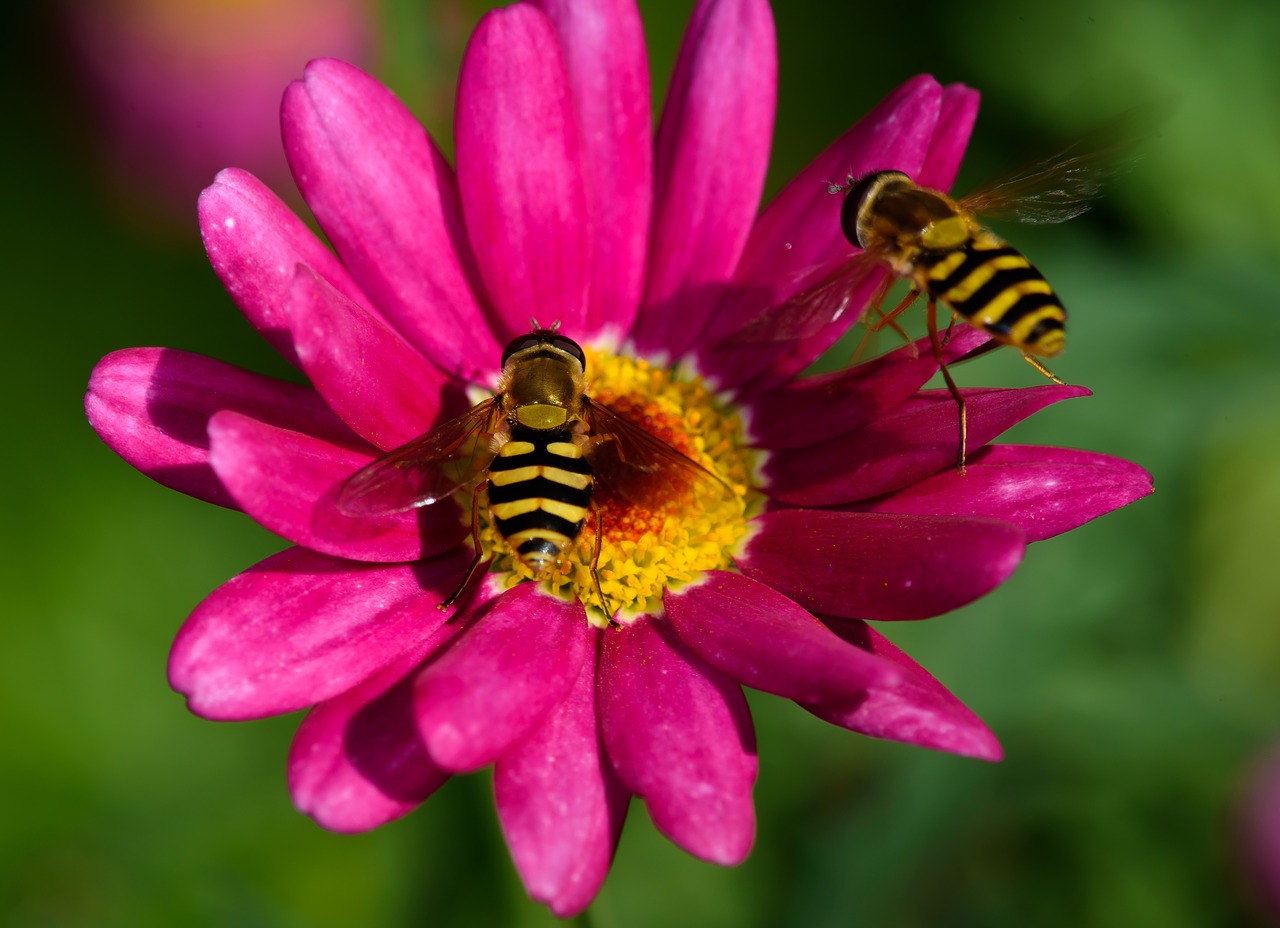 flue wasp fly flower free photo