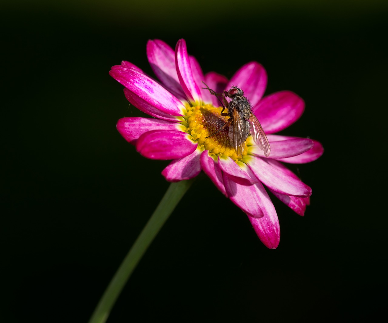 flue flower pink free photo