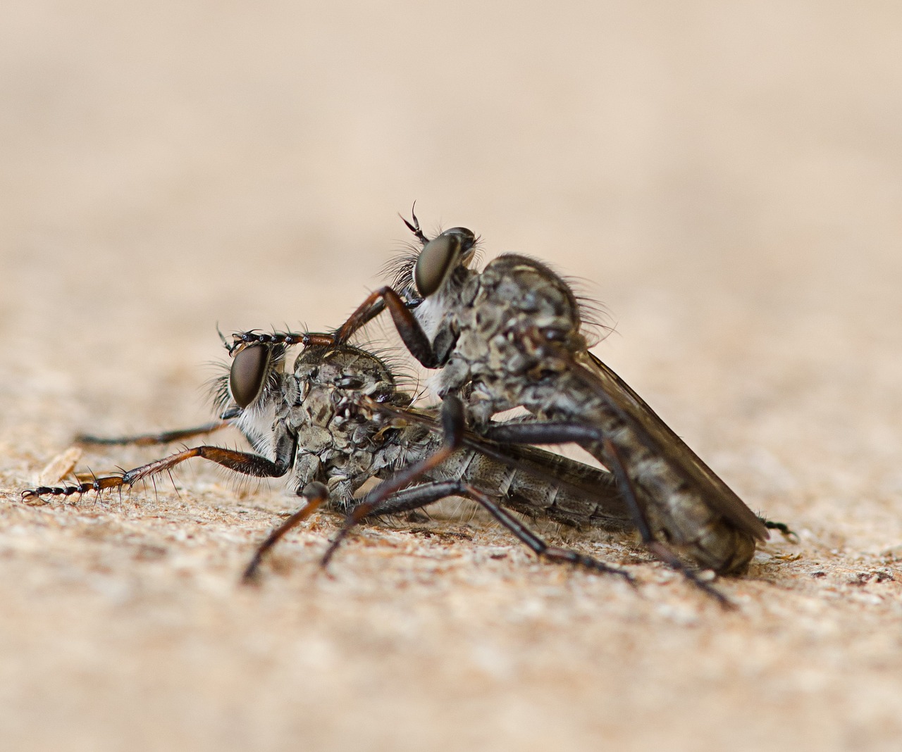 flue insect macro free photo