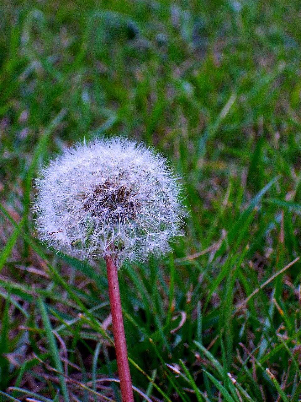 fluff nature grass free photo